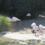 IMG_8050-Copy