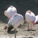 IMG_8051-Copy