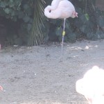 IMG_8052-Copy