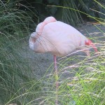 IMG_8053-Copy