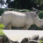 IMG_8054-Copy