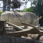 IMG_8056-Copy