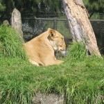 IMG_8057-Copy