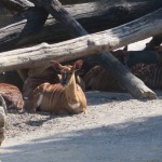 IMG_8059-Copy
