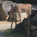 IMG_8061-Copy