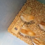 Chickens at Preschool